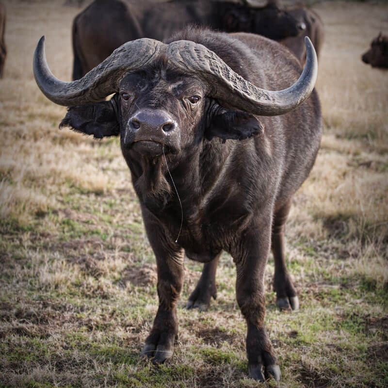 Kobus Crous Stud Game African Buffalo