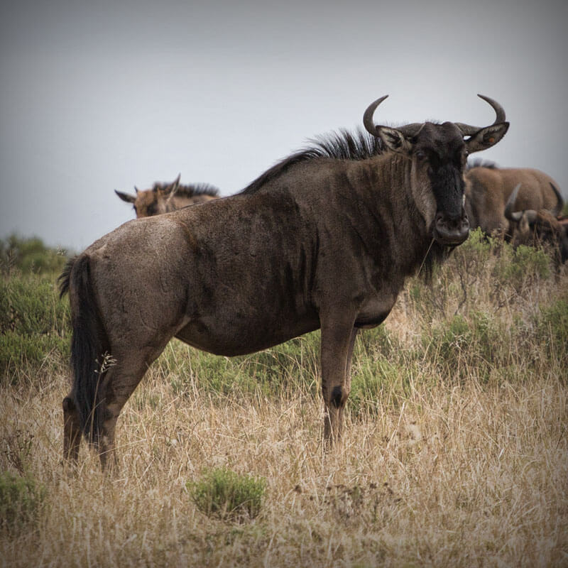 Kobus Crous Stud Game Blue Wildebeest
