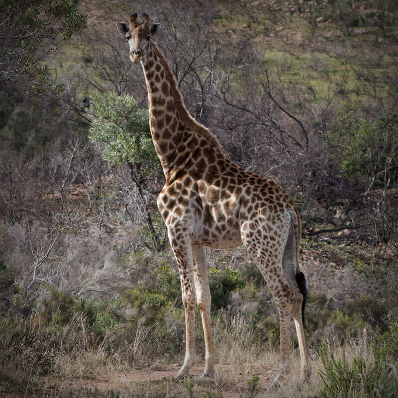 Kobus Crous Stud Game Giraffe