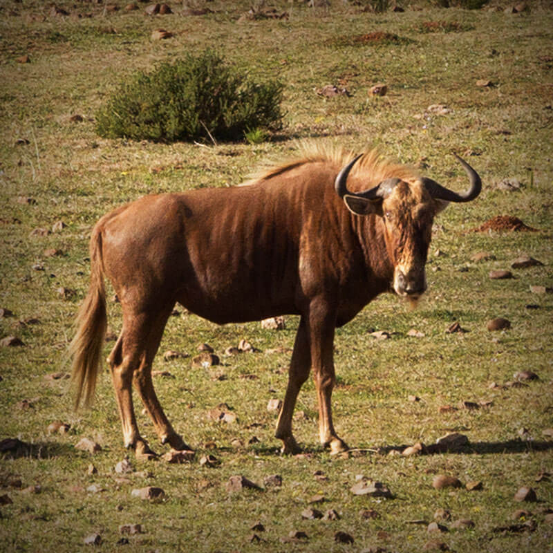 Kobus Crous Stud Game Golden Wildebeest