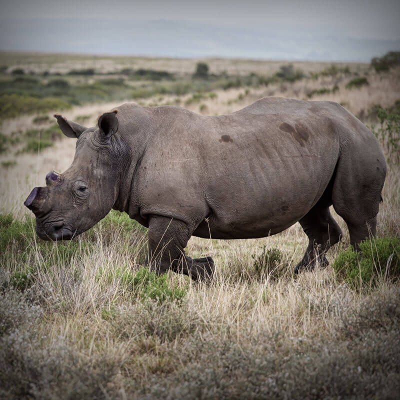 Kobus Crous Stud Game Rhino
