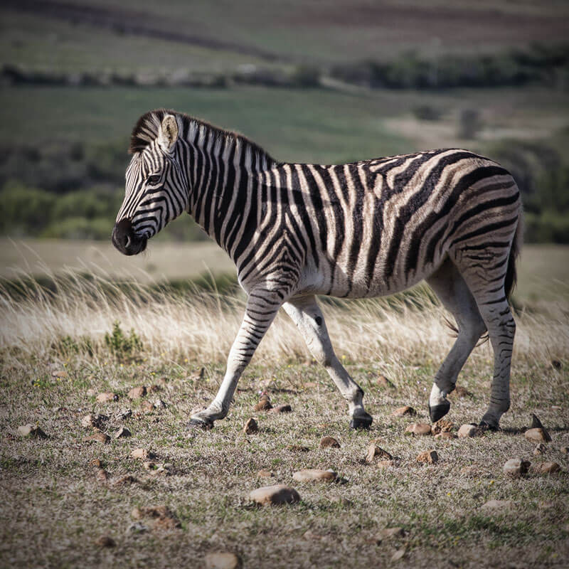 Kobus Crous Stud Game Zebra